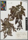 Foto von Salix appendiculata Vill.